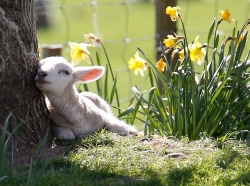 images/458955__spring-lamb_p.jpg