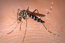 images/aedes_albopictus.jpg