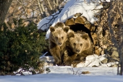 images/arccubs.jpg