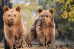 images/arccubs2.jpg