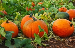 images/pumpkin-fields.jpg